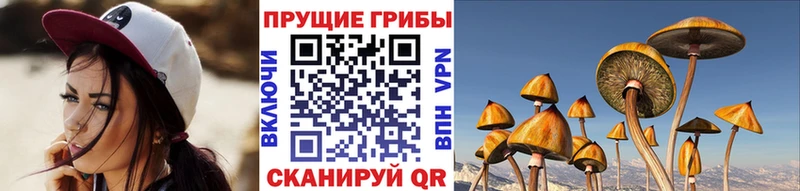 Галлюциногенные грибы Psilocybine cubensis  Бакал 
